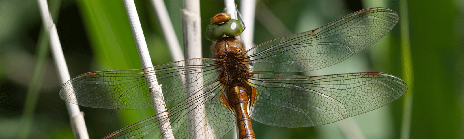 Dragonfly sat on a plant stem